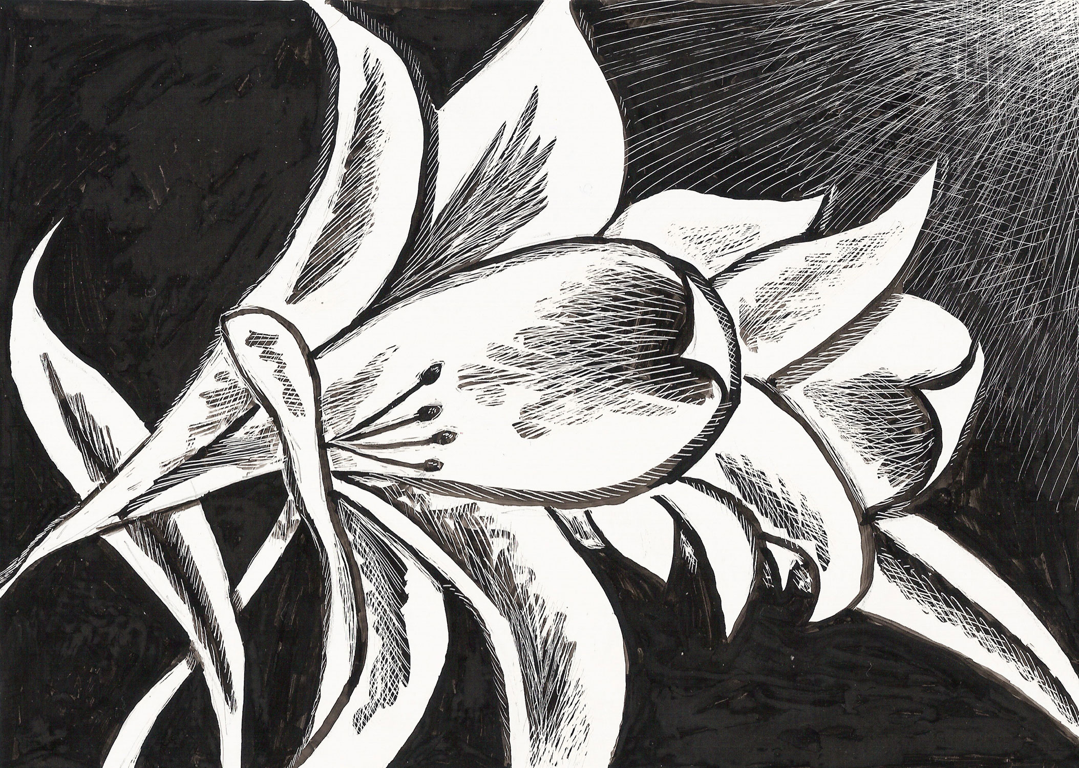 Lillies Scratch Board