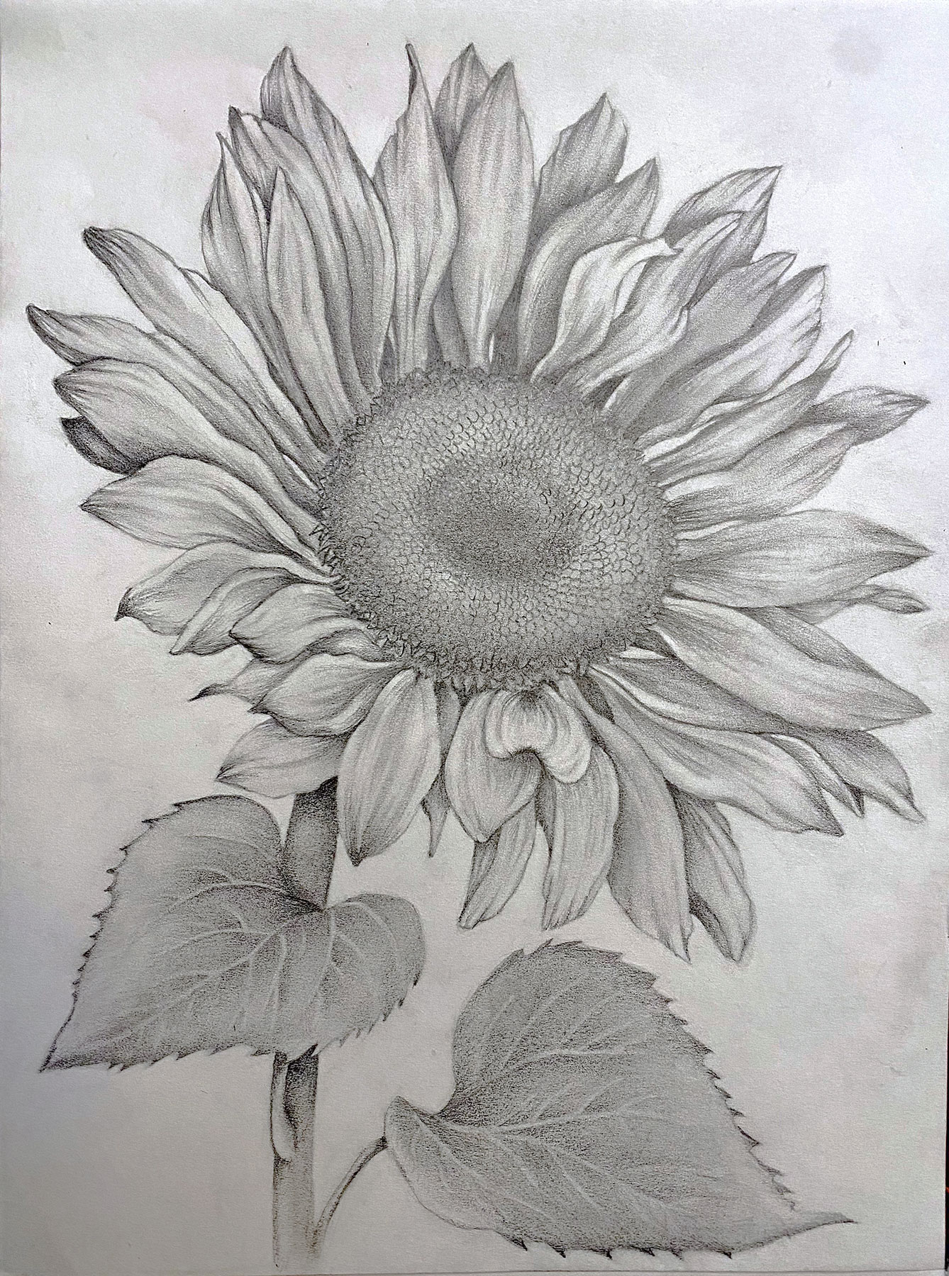 Sunflower Drawing