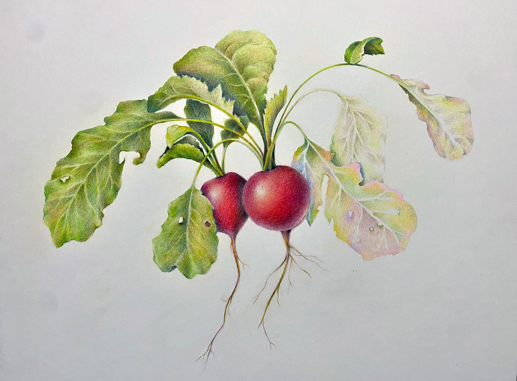 Unfinished Radishes in Colored Pencil